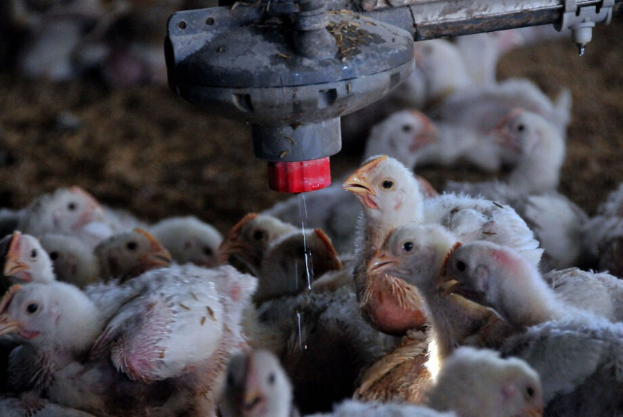 Mato Grosso do Sul têm três frigoríficos com exportações de aves suspensas pela China